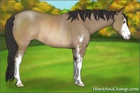 Horse Color:Sable Champagne Sabino Rabicano