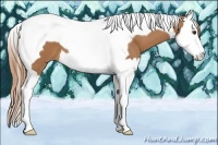 Horse Color:Chestnut Splash Tobiano