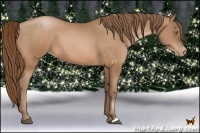 Horse Color:Bay Pearl 