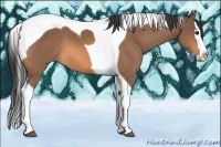 Horse Color:Buckskin Splash Tobiano 