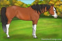 Horse Color:Bay Splash 