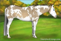 Horse Color:White Spotted Brown Dun Splash