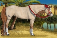 Horse Color:Red Dun Roan Splash