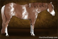 Horse Color:White Spotted Chestnut 