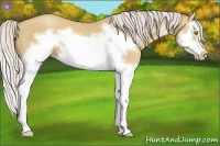 Horse Color:Silver Classic Champagne Dun Splash Frame 