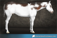 Horse Color:Liver Chestnut Splash Frame 