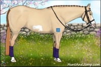 Horse Color:Gold Champagne Dun Frame