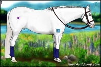 Horse Color:Palomino Roan Dun Splash Appaloosa 