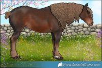 Horse Color:Liver Chestnut 