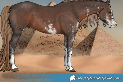 Horse Color:White Spotted Liver Chestnut 