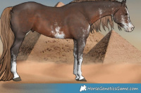 Horse Color:White Spotted Liver Chestnut 