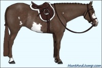 Horse Color:Liver Chestnut Frame Rabicano 