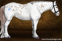 Horse Color:White Spotted Bay Dun Blanket Rabicano 