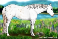 Horse Color:Buckskin Dun Sabino Splash Appaloosa Rabicano