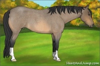 Horse Color:Buckskin Roan 