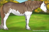 Horse Color:Liver Red Roan Sabino Splash