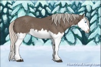 Horse Color:Silver Black Splash 