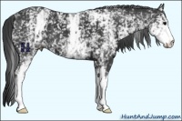 Horse Color:White Spotted Black