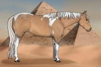 Horse Color:Silver Buckskin Tobiano