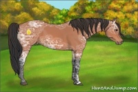Horse Color:Bay Ice 
