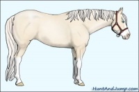 Horse Color:Silver Amber Cream Champagne Pearl Splash 