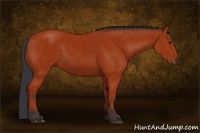 Horse Color:Bay Sabino 