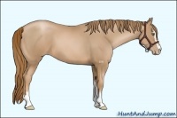 Horse Color:Chestnut Pearl Sabino