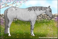 Horse Color:Blue Roan Appaloosa