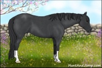 Horse Color:Blue Roan 