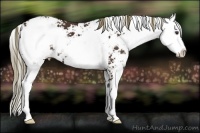 Horse Color:Liver Chestnut Sabino Appaloosa 