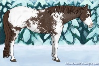 Horse Color:Liver Chestnut Sabino Appaloosa 