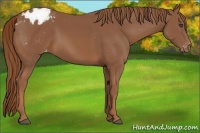 Horse Color:Chestnut Frame Appaloosa