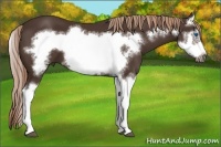 Horse Color:Liver Chestnut Splash Frame