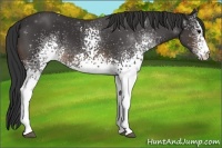 Horse Color:White Spotted Buckskin