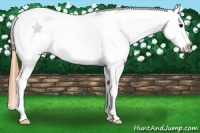 Horse Color:Buckskin Blanket