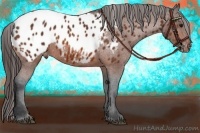 Horse Color:Bay Appaloosa 