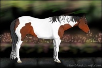 Horse Color:Bay Tobiano 