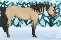 Horse Color:Bay Dun  Brindle