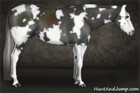 Horse Color:White Spotted Liver Chestnut Splash Frame 