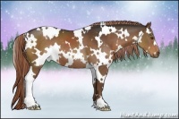 Horse Color:White Spotted Liver Chestnut 