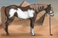 Horse Color:Liver Chestnut Frame 