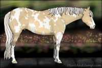 Horse Color:White Spotted Silver Buckskin Dun Sabino 