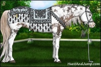 Horse Color:Liver Chestnut Sabino Appaloosa Rabicano