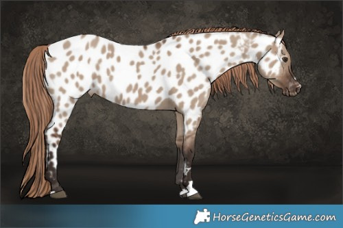 Horse Color:Liver Red Dun Appaloosa 