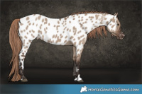 Horse Color:Liver Red Dun Appaloosa 