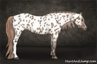 Horse Color:Liver Red Dun Appaloosa 