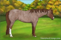 Horse Color:Red Roan 