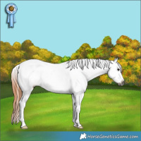 Horse Color:Gray Bay Roan Frame Appaloosa 