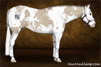 Horse Color:White Spotted Silver Smoky Grullo Roan Splash