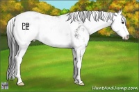 Horse Color:Black Sabino 